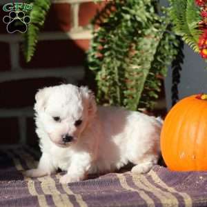 Gideon, Bichon Frise Puppy